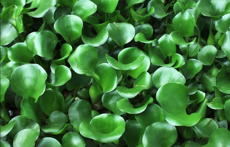 Water Hyacinth Fiber: From a Useless Plant to a Million-Dollar Industry