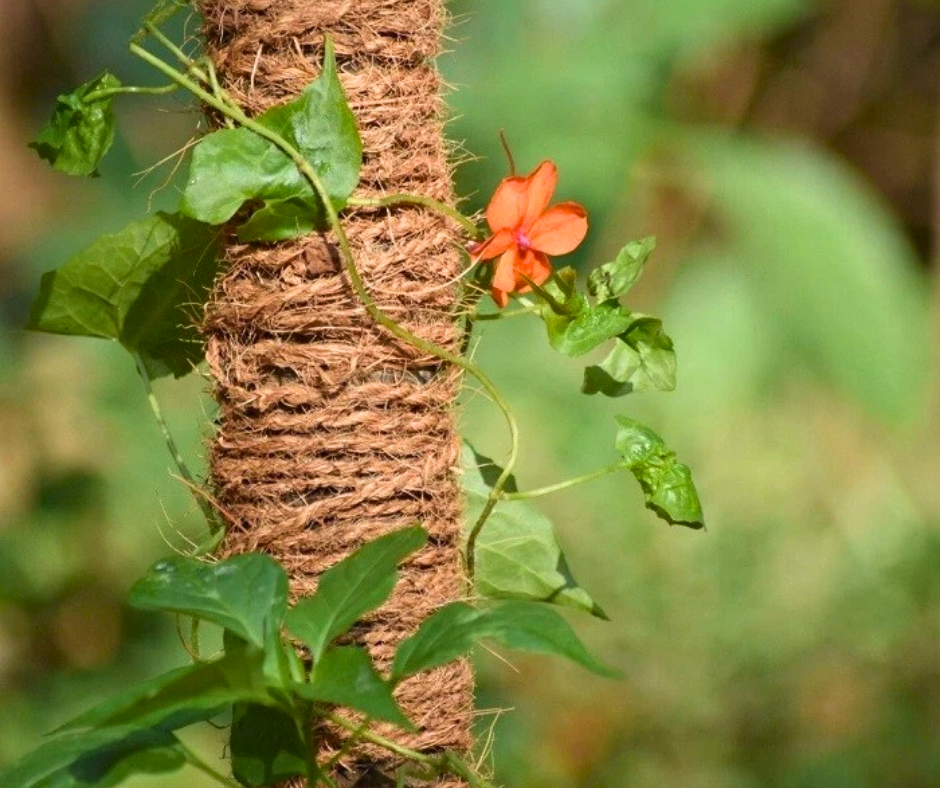 What Is Coir Rope Used For? Practical Applications and Trusted Supplier
