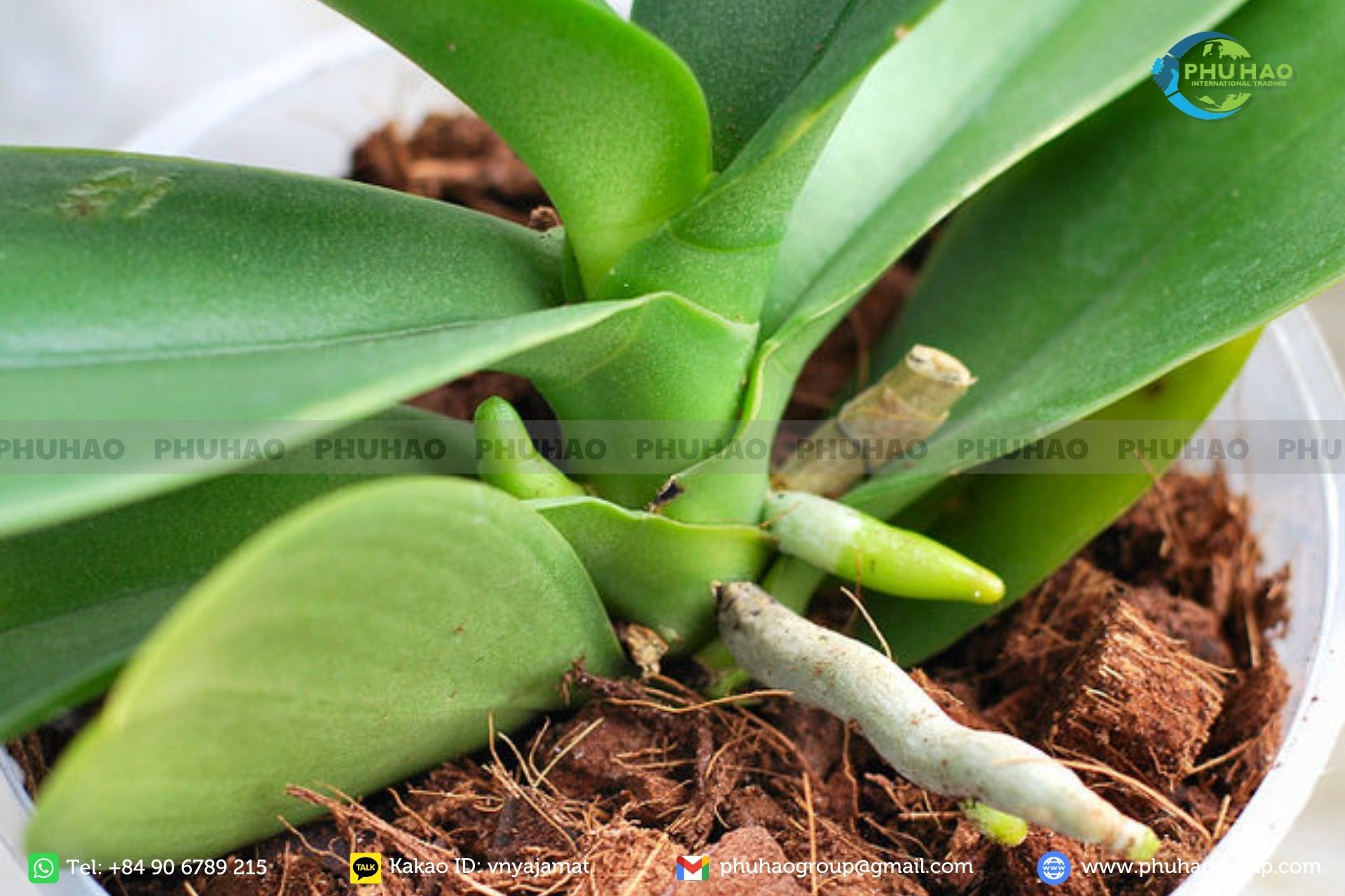 Coco Peat