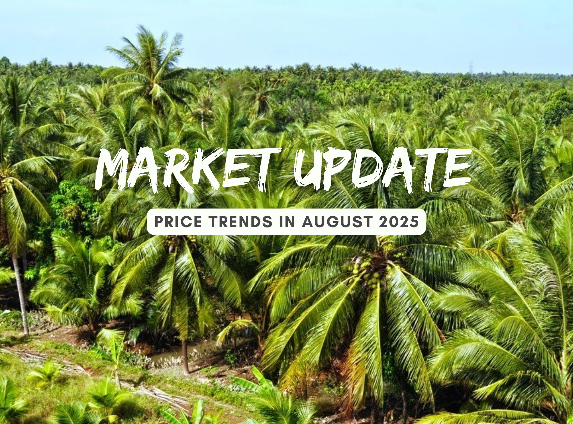 August 2025 Market Update: Coconut Fiber Supply and Price Trends