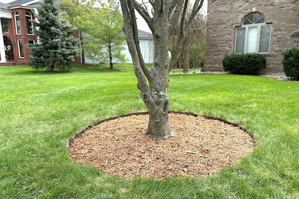 mulch tree rings