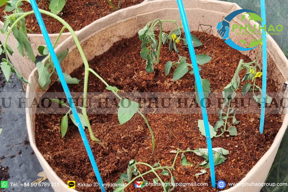 low ec coco peat