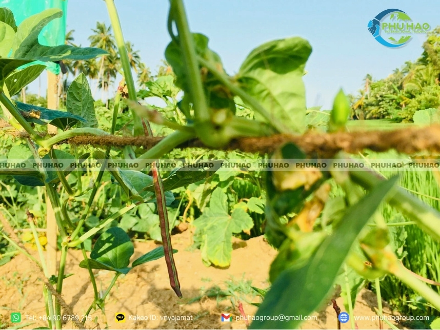 PHUHAOGROUP coir rope